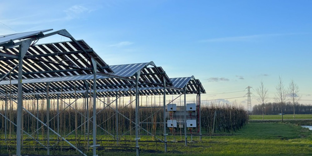 pear-cultivation-in-the-netherlands-3-bZMh1.jpg